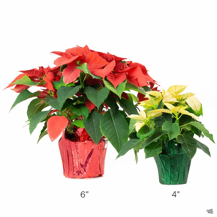 Poinsettia Red
