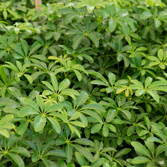 Dwarf Schefflera