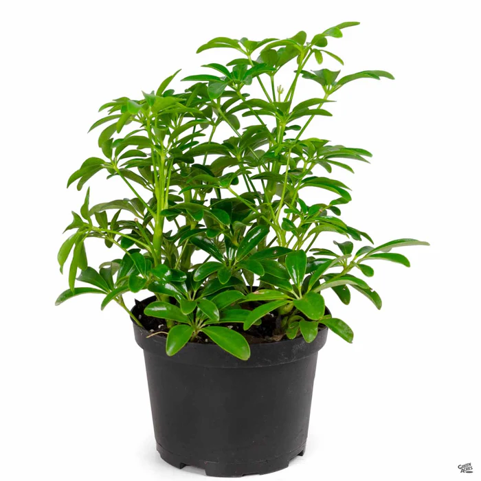 Dwarf Schefflera