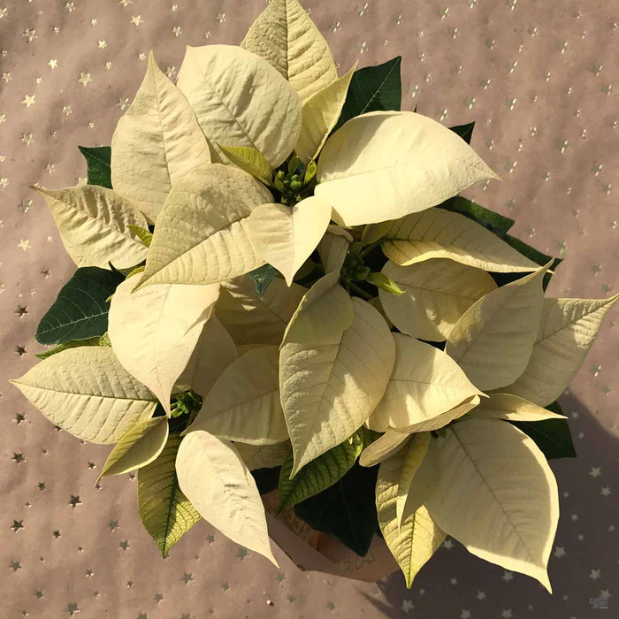 3417-poinsettia-cream-1.webp Poinsettia Cream
