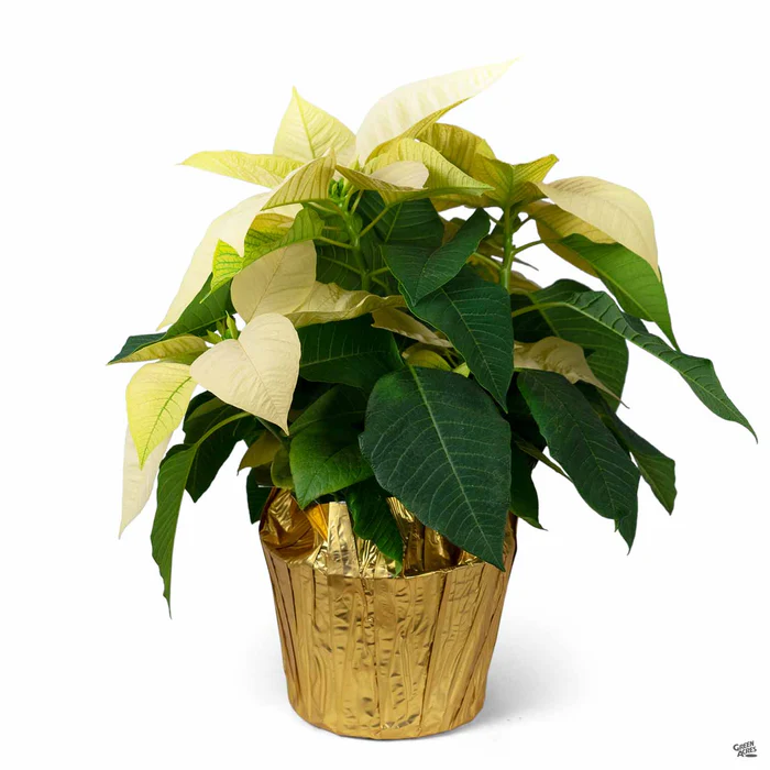 Poinsettia Cream