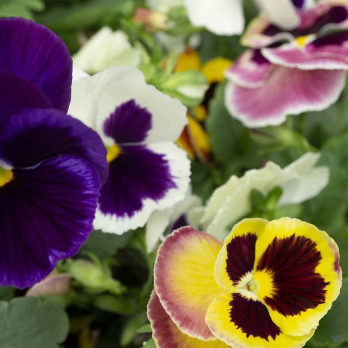 Pansy