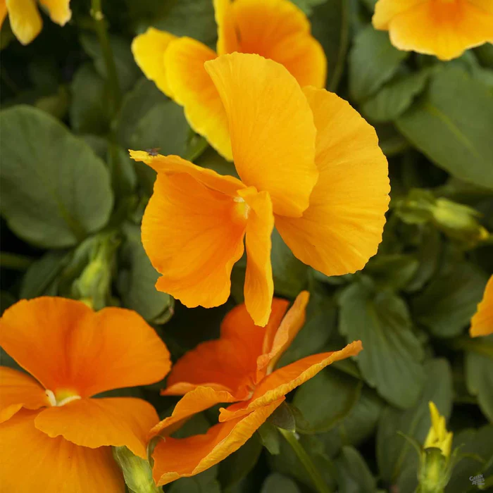 Pansy
