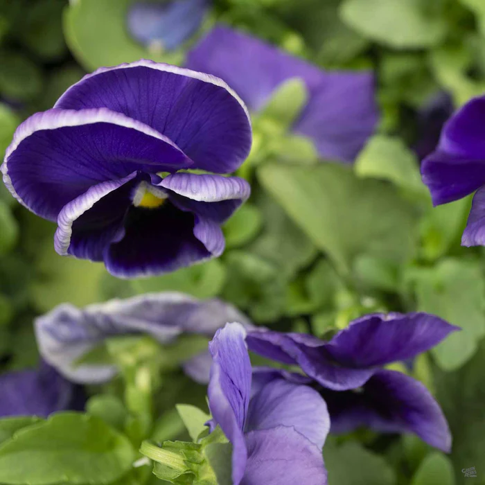 Pansy
