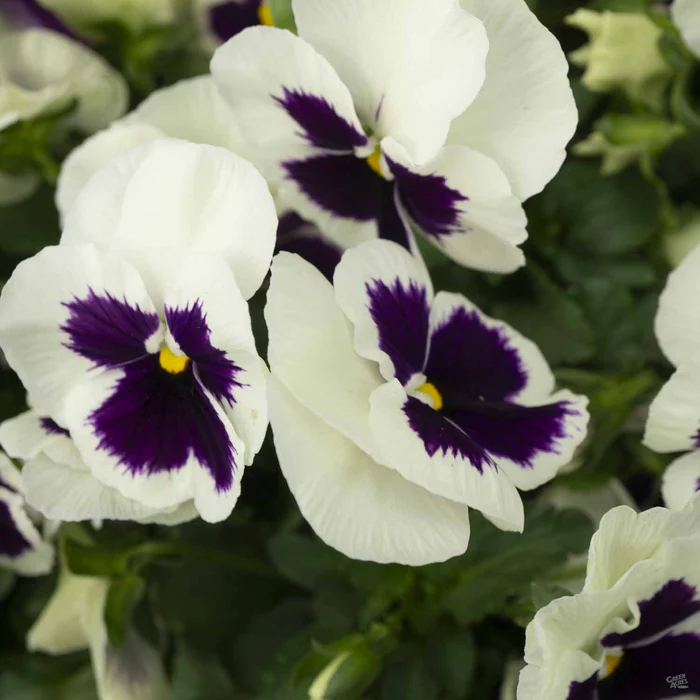 Pansy