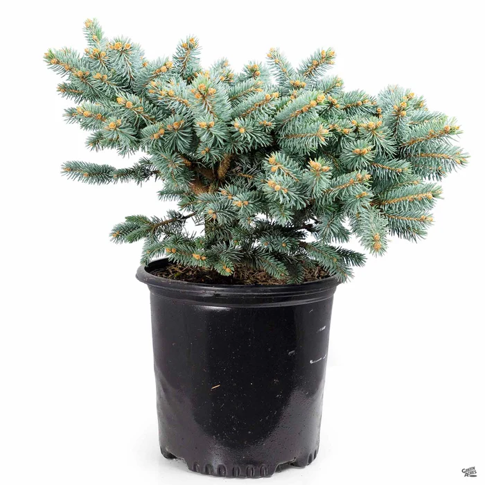 Globe Colorado Blue Spruce