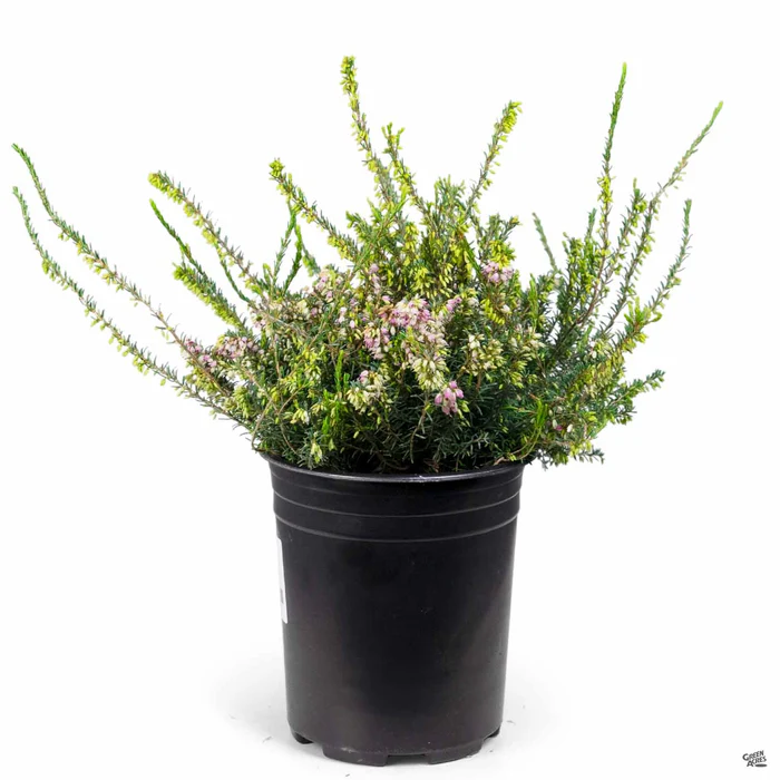 Heath 'Mediterranean Pink'
