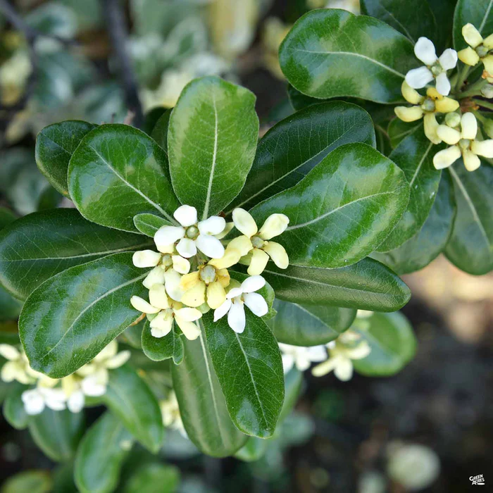 Mock Orange