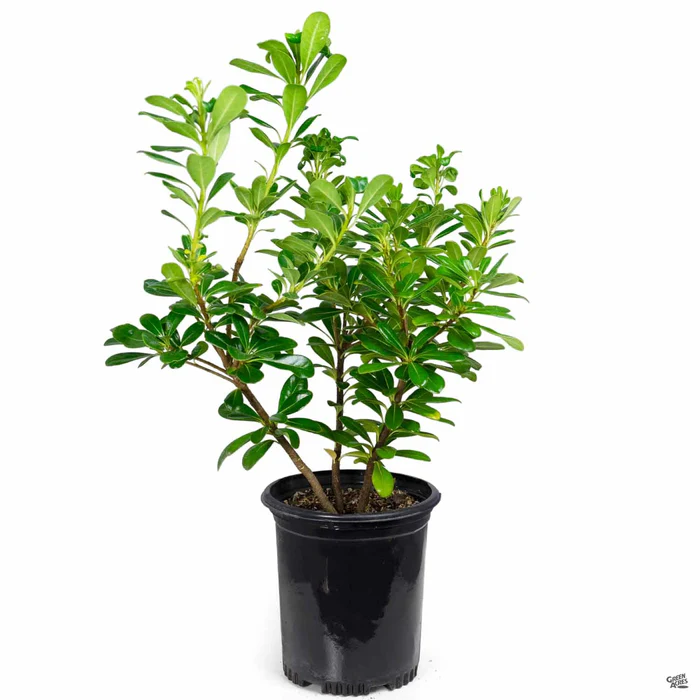 Mock Orange