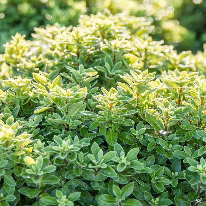Beach Ball Black Stem Pittosporum