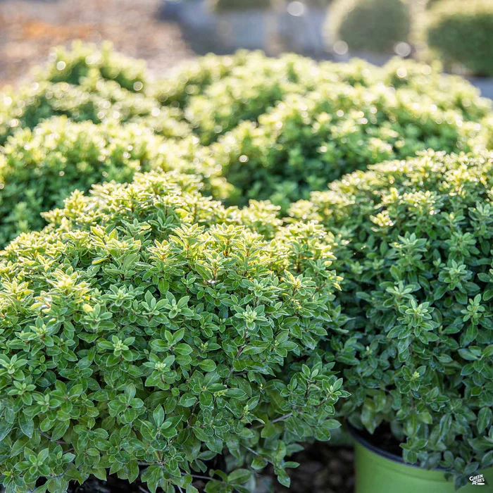 Beach Ball Black Stem Pittosporum
