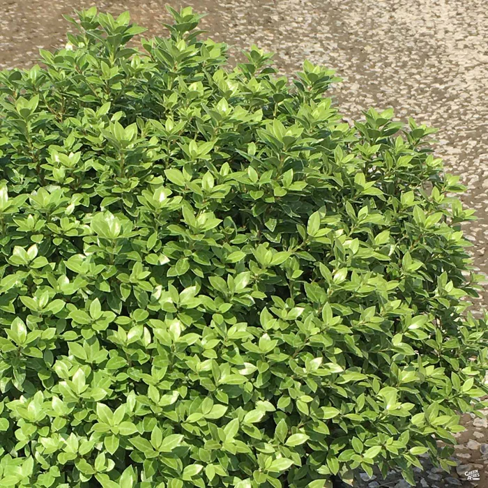 Beach Ball Black Stem Pittosporum