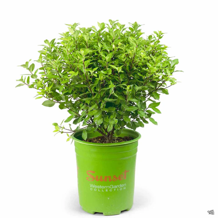 Beach Ball Black Stem Pittosporum
