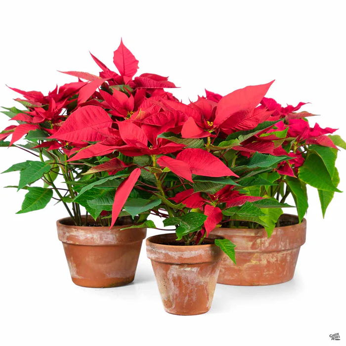 3449-poinsettia-terra-cotta-1.webp Poinsettia Terra Cotta