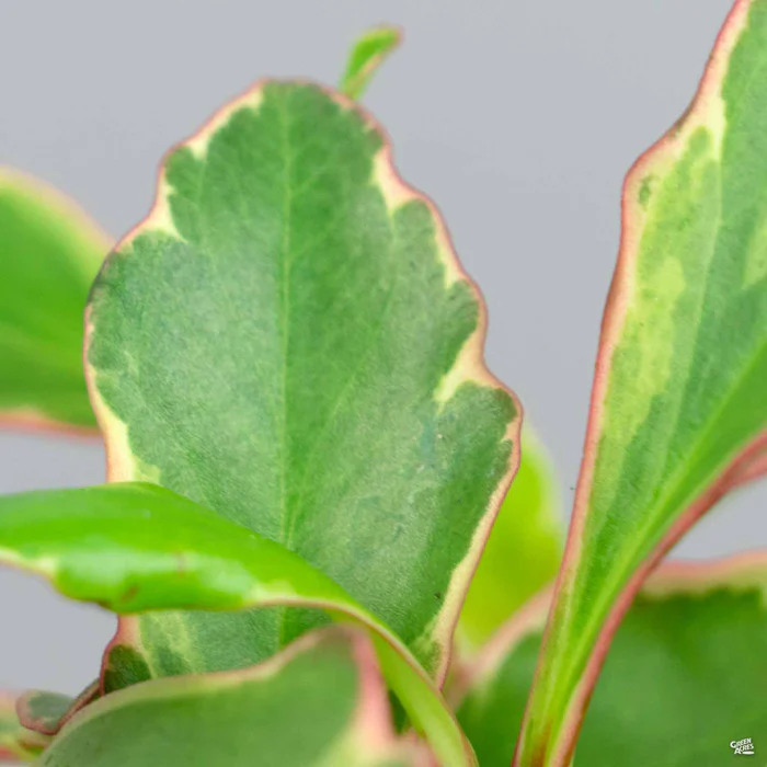 3455-peperomia-ginny-1.webp Peperomia 'Ginny'