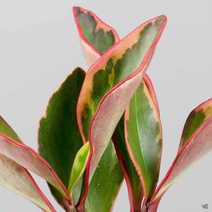 3455-peperomia-ginny-2.webp Peperomia 'Ginny'