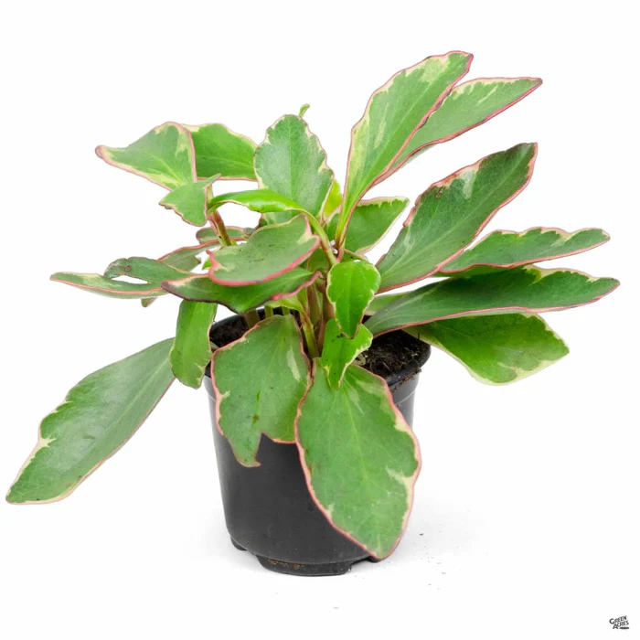 3455-peperomia-ginny-3.webp Peperomia 'Ginny'