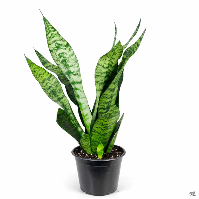 Snake Plant 'Futura Green'