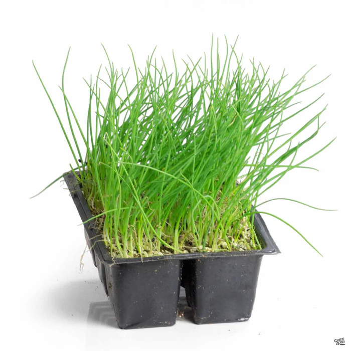 3459-onion-white-1.webp Onion 'White'