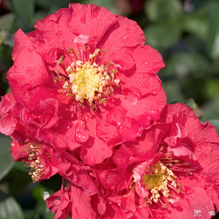 3463-double-take-pink-storm-flowering-quince-1.webp Double Take Pink Storm Flowering Quince