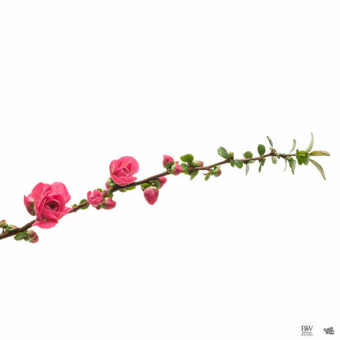 3463-double-take-pink-storm-flowering-quince-2.webp Double Take Pink Storm Flowering Quince