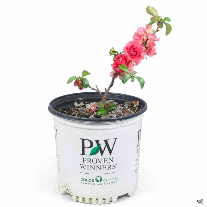 3463-double-take-pink-storm-flowering-quince-3.webp Double Take Pink Storm Flowering Quince