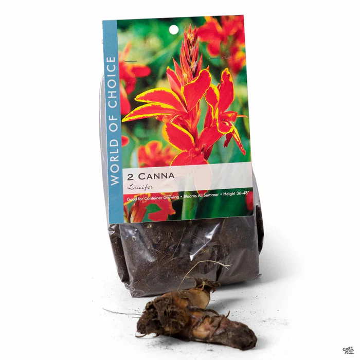 3467-canna-lucifer-1.webp Canna 'Lucifer'