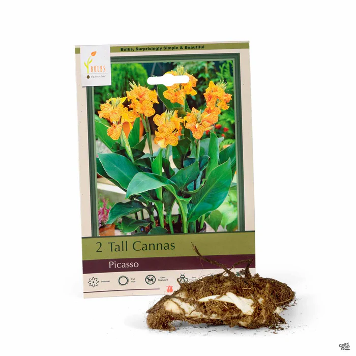 3469-canna-picasso-1.webp Canna 'Picasso'