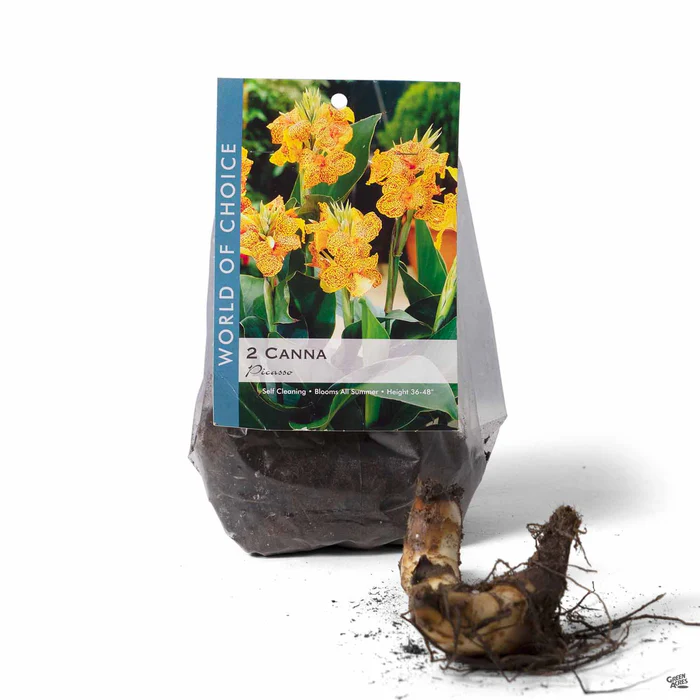 3469-canna-picasso-2.webp Canna 'Picasso'