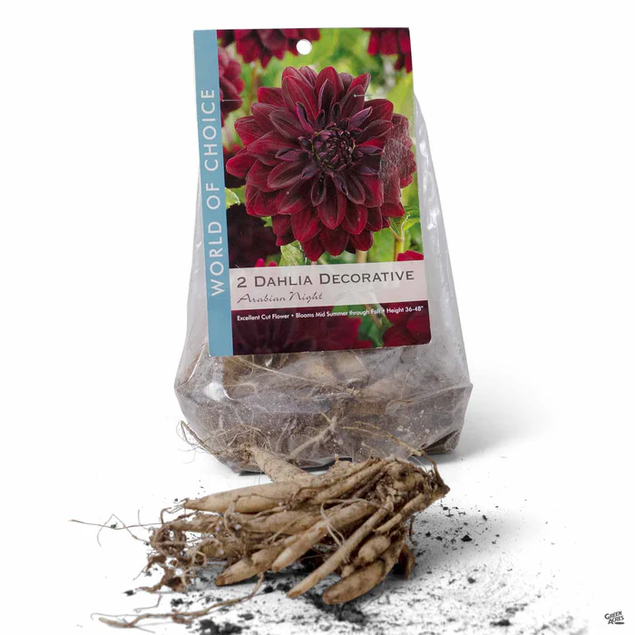 3472-dahlia-arabian-night-decorative-1.webp Dahlia ‘Arabian Night’, Decorative