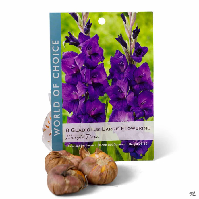 3473-gladiolus-purple-flora-1.webp Gladiolus 'Purple Flora'