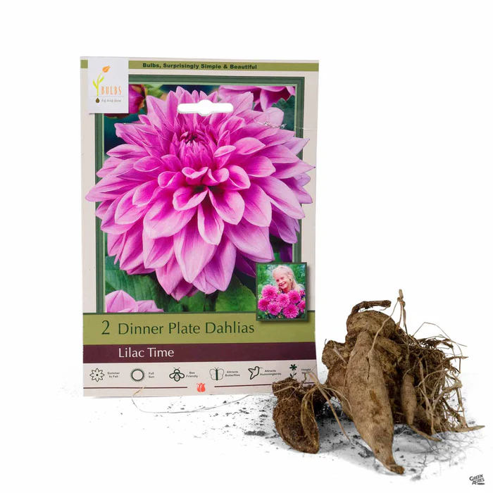 3475-dahlia-lilac-time-dinnerplate-1.webp Dahlia ‘Lilac Time’, Dinnerplate