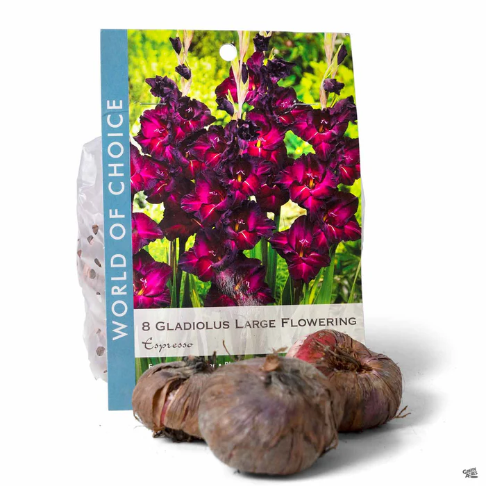 3476-gladiolus-espresso-1.webp Gladiolus 'Espresso'