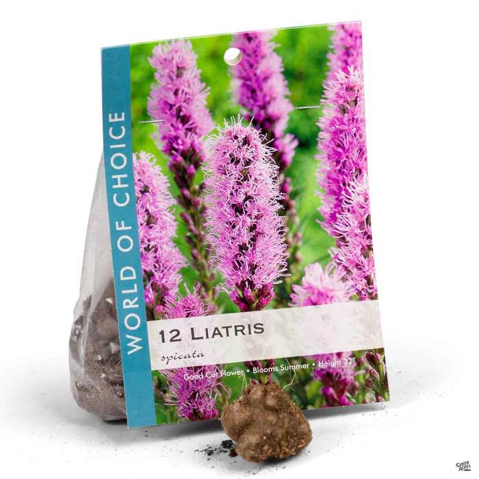 3477-liatris-blazing-star-violet-1.webp Liatris (Blazing Star) 'Violet'
