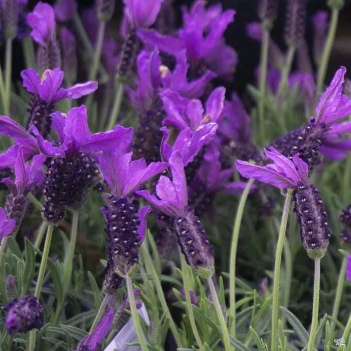 3478-javelin-forte-deep-purple-spanish-lavender-1.webp Javelin Forte Deep Purple Spanish Lavender