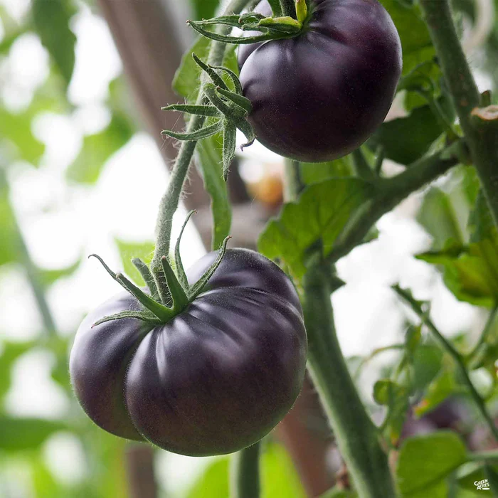 Tomato 'Black Beauty'