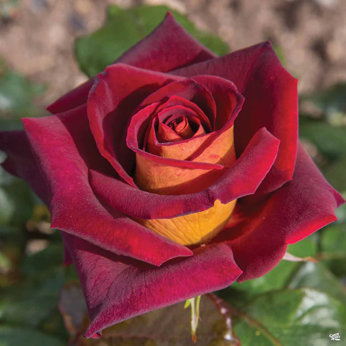 Dark Night Rose