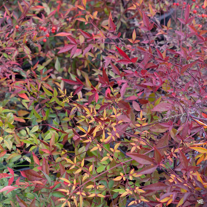 3487-heavenly-bamboo-compacta-1.webp Heavenly Bamboo 'Compacta'