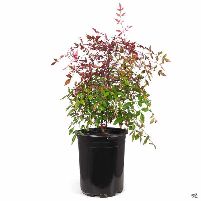 Heavenly Bamboo 'Compacta'