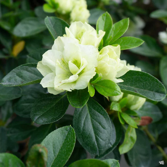 Azalea 'Green Glow'