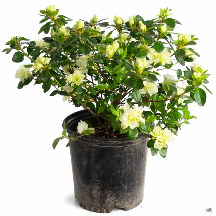 Azalea 'Green Glow'