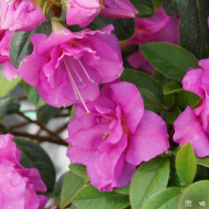 Perfecto Mundo Double Purple Reblooming Azalea