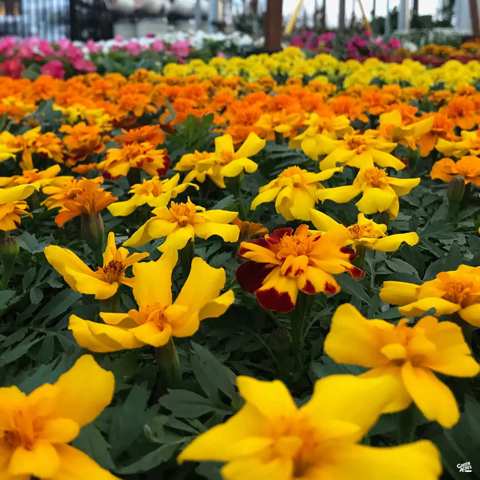 3498-marigold-1.webp Marigold