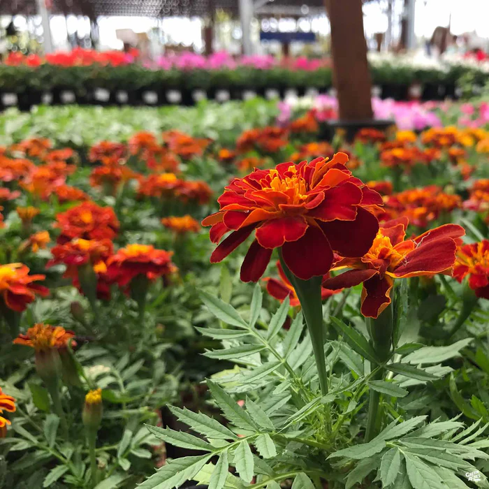 3498-marigold-2.webp Marigold