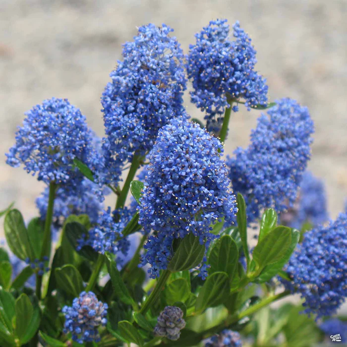 Wild Lilac 'Skylark'