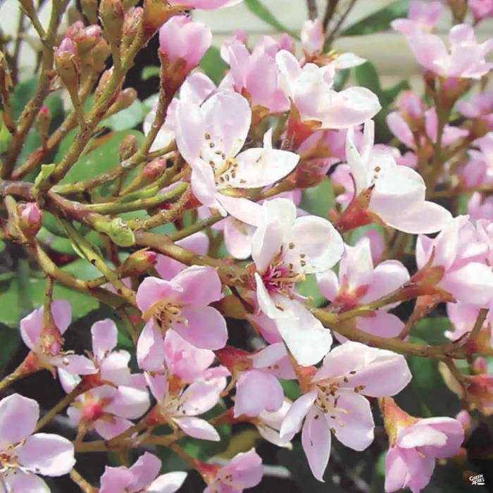 3506-indian-hawthorn-pinkie-1.webp Indian Hawthorn 'Pinkie'