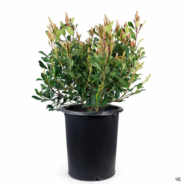 3506-indian-hawthorn-pinkie-2.webp Indian Hawthorn 'Pinkie'