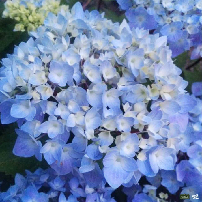 Blue Enchantress Hydrangea | Monrovia