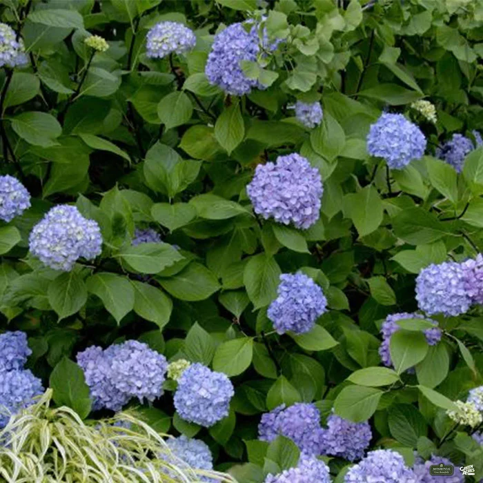 Blue Enchantress Hydrangea | Monrovia
