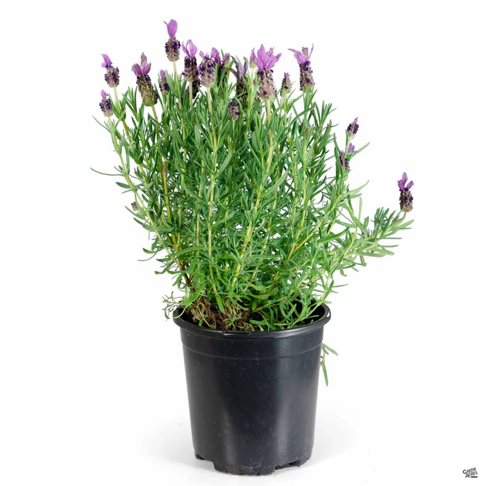 Lavender 'Otto Quast'